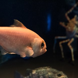 正月のサンシャイン水族館4