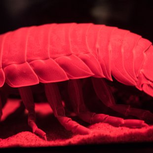 正月のサンシャイン水族館5