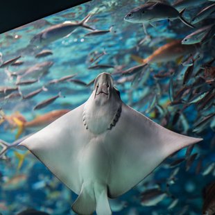 正月のサンシャイン水族館6