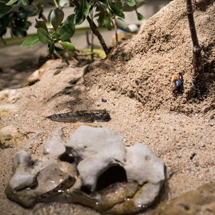 正月のサンシャイン水族館8
