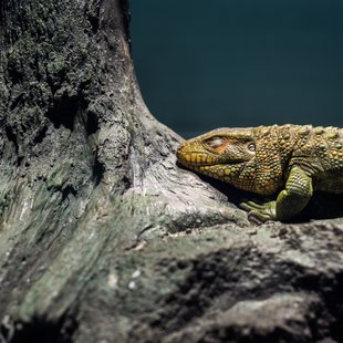 正月のサンシャイン水族館11