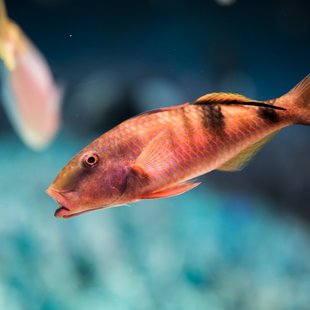 正月のサンシャイン水族館12