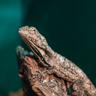 正月のサンシャイン水族館13