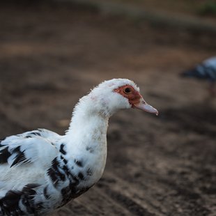 つくば、土浦19