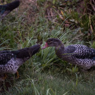つくば、土浦20