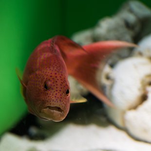 サンシャイン水族館3