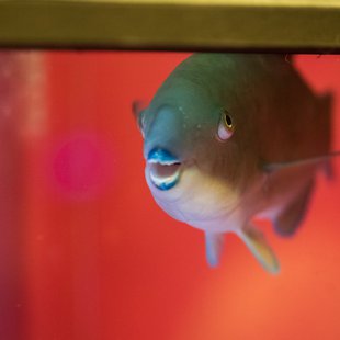 サンシャイン水族館6