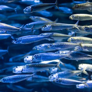 サンシャイン水族館9