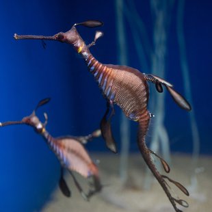 サンシャイン水族館10