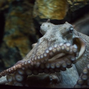 サンシャイン水族館11