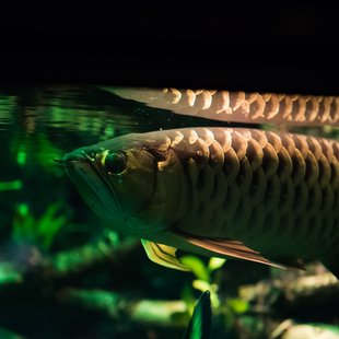 サンシャイン水族館12