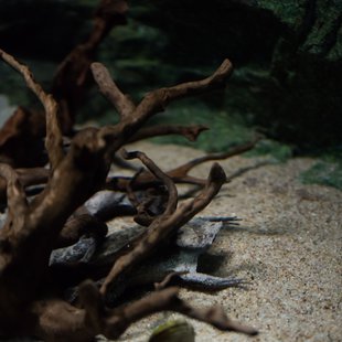 サンシャイン水族館13