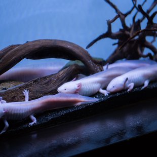 サンシャイン水族館14