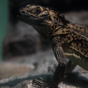 サンシャイン水族館18
