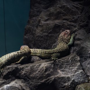 サンシャイン水族館20