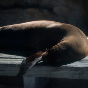 サンシャイン水族館21