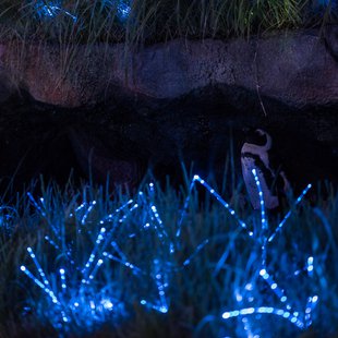 サンシャイン水族館23