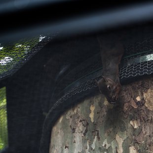 上野動物園、周辺、秋葉原2