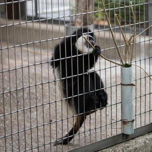 上野動物園、周辺、秋葉原3