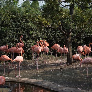 上野動物園、周辺、秋葉原5