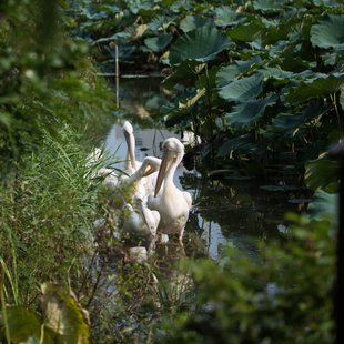 上野動物園、周辺、秋葉原7