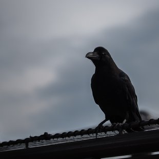 上野動物園、周辺、秋葉原8