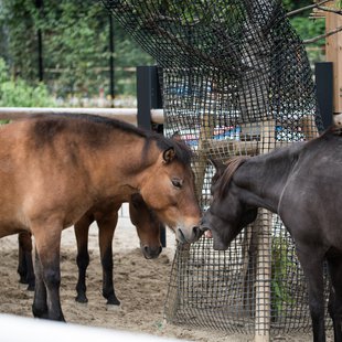 上野動物園、周辺、秋葉原9