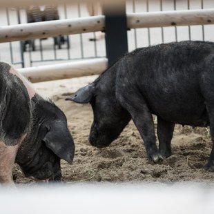 上野動物園、周辺、秋葉原10