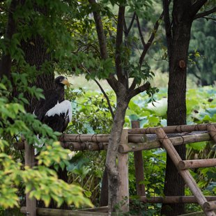 上野動物園、周辺、秋葉原12