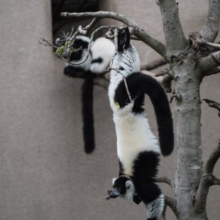 上野動物園、周辺、秋葉原15