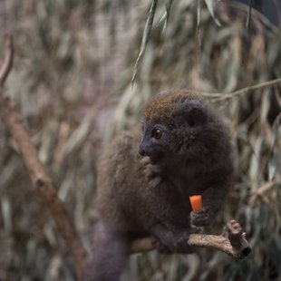上野動物園、周辺、秋葉原16