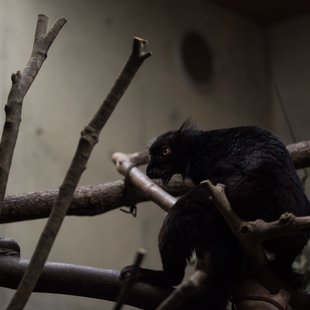 上野動物園、周辺、秋葉原17