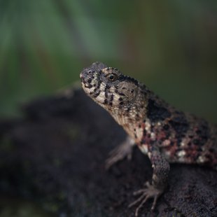 上野動物園、周辺、秋葉原18