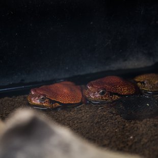 上野動物園、周辺、秋葉原19