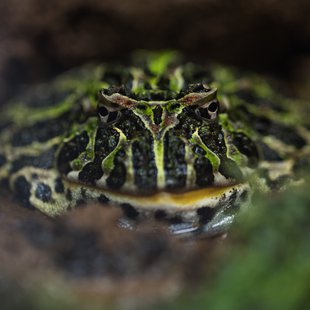上野動物園、周辺、秋葉原20