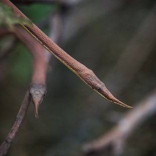 上野動物園、周辺、秋葉原21