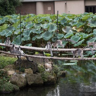上野動物園、周辺、秋葉原22