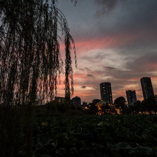 上野動物園、周辺、秋葉原26