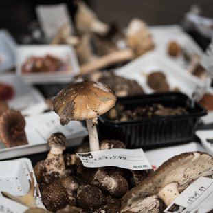 筑波実験植物園とその周辺1