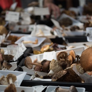 筑波実験植物園とその周辺2