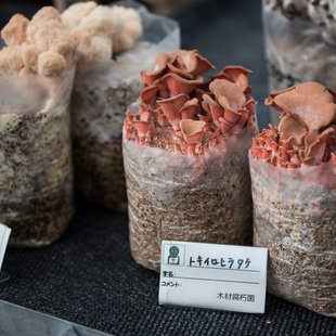 筑波実験植物園とその周辺4