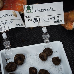 筑波実験植物園とその周辺5