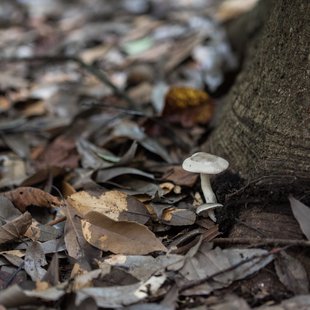筑波実験植物園とその周辺6