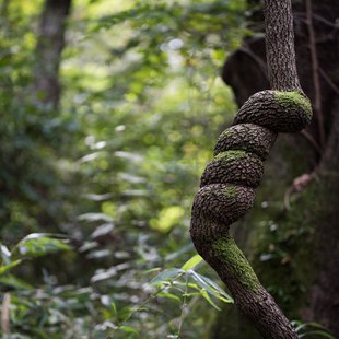 筑波実験植物園とその周辺7