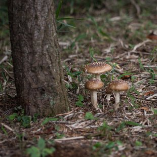筑波実験植物園とその周辺8