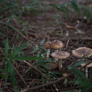 筑波実験植物園とその周辺9