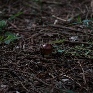 筑波実験植物園とその周辺10