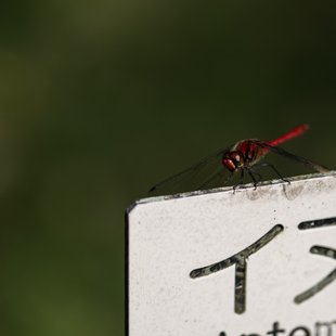 筑波実験植物園とその周辺11
