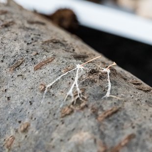 筑波実験植物園とその周辺12