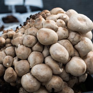 筑波実験植物園とその周辺13